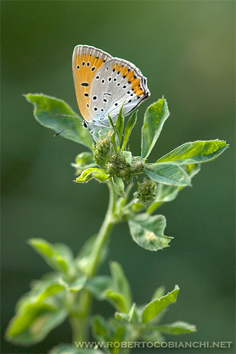 Lycaena phleas ? - No, Lycaena dispar